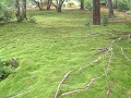 Kyoto Ginkakuji Moss